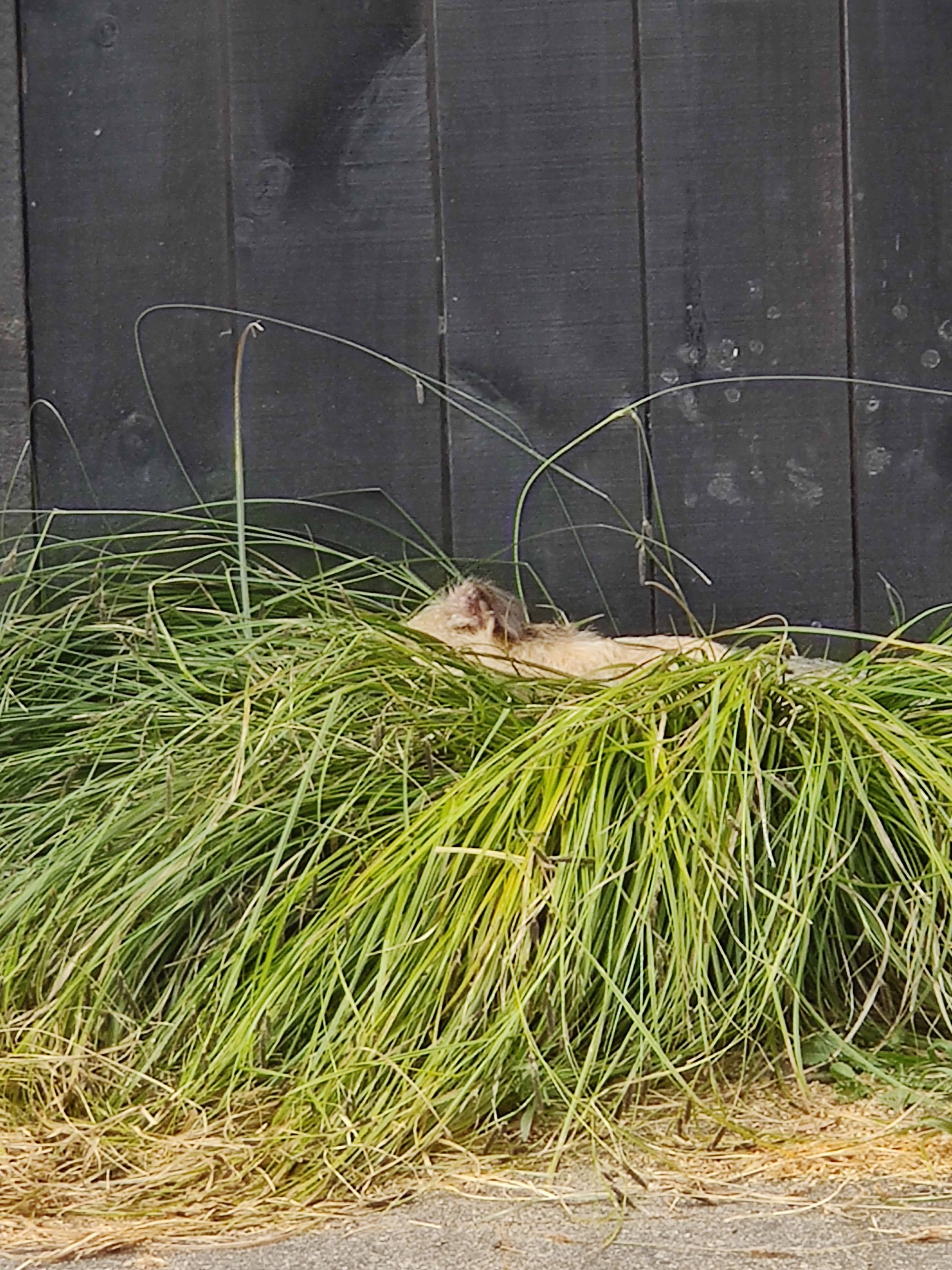 A Rogue Dog